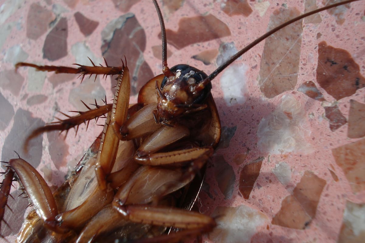Las claves para erradicar cucarachas son mantener el orden y limpieza del hogar para complementar el uso de insecticidas naturales o industriales