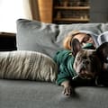 Cómo cuidar a las mascotas ante las bajas temperaturas