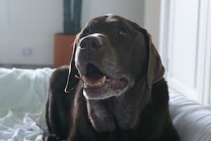 Las claves para saber si tu mascota tiene pulgas o garrapatas