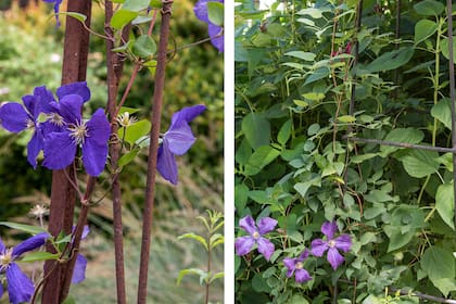 Las clematis son trepadoras leñosas que necesitan tutores y estructuras para crecer