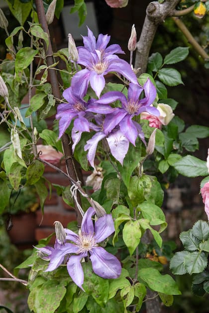 Las clematis tienen fama de complicadas pero el secreto para que florezcan está en la poda
