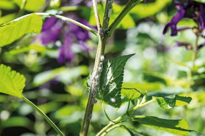 Las cochinillas se alimentan de la savia de las plantas, suelen estar en el reverso de las hojas y se vuelven peligrosas para los jardines porque se reproducen muy rápidamente