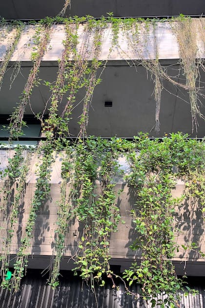 Las colgantes visten los balcones de los nuevos edificios.
