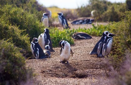 Las colonias de pinguinos son otra de las atracciones del lugar. Gentileza: Ente de Turismo de Puerto Madryn.