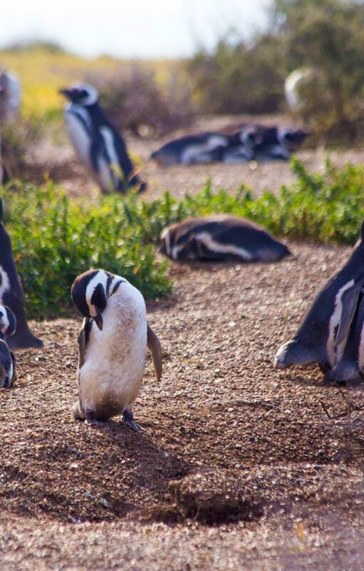 Las colonias de pinguinos son otra de las atracciones del lugar. Gentileza: Ente de Turismo de Puerto Madryn.