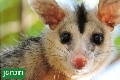 Las comadrejas son parte del equilibrio que sostiene la biodiversidad urbana