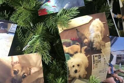 Las compañeras de Valerie del centro de rescate de mascotas decoraron sus árboles de Navidad con las imágenes de los perros que rescataron con ella a lo largo de los años