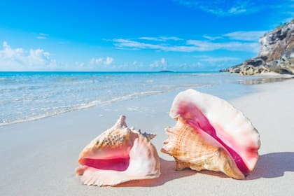 Las conchas o caracolas son parte de la cultura de Turks y Caicos desde sus orígenes