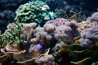 La mitad de los arrecifes de coral del mundo estarán en malas condiciones en 2035