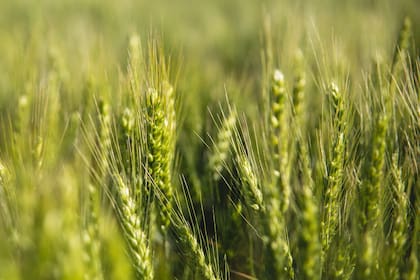 Las condiciones de los cultivos de cereales franceses empeoran aún más tras las fuertes lluvias