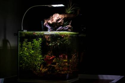 Las condiciones del acuario son fundamentales para la salud de los animales (Foto Pexels)