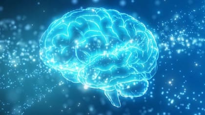 Las conexiones que hay en el cerebro para manejar amistades o relaciones con la familia son muy complejas