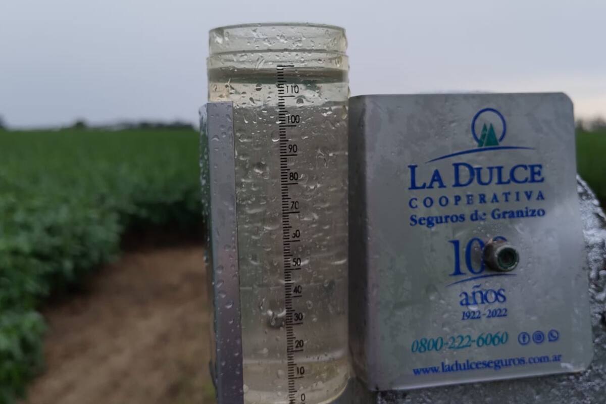 Las copiosas lluvias en la zona bonaerense de Bragado beneficiaron a la soja de 2º implantada