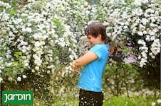 La planta que se viste de blanco y anuncia la llegada de la primavera