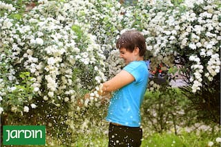 La planta que se viste de blanco y anuncia la llegada de la primavera