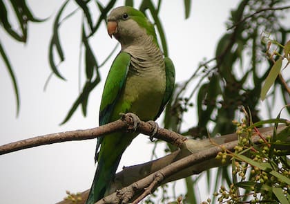 Las cotorras argentinas se adaptaron a las tierras europas con una nueva manera de comunicarse. Foto: SeoBird