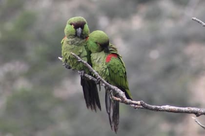 Las cotorras serranas orientales son consideradas como un importante eslabón para no perder los bosques de pinos en México