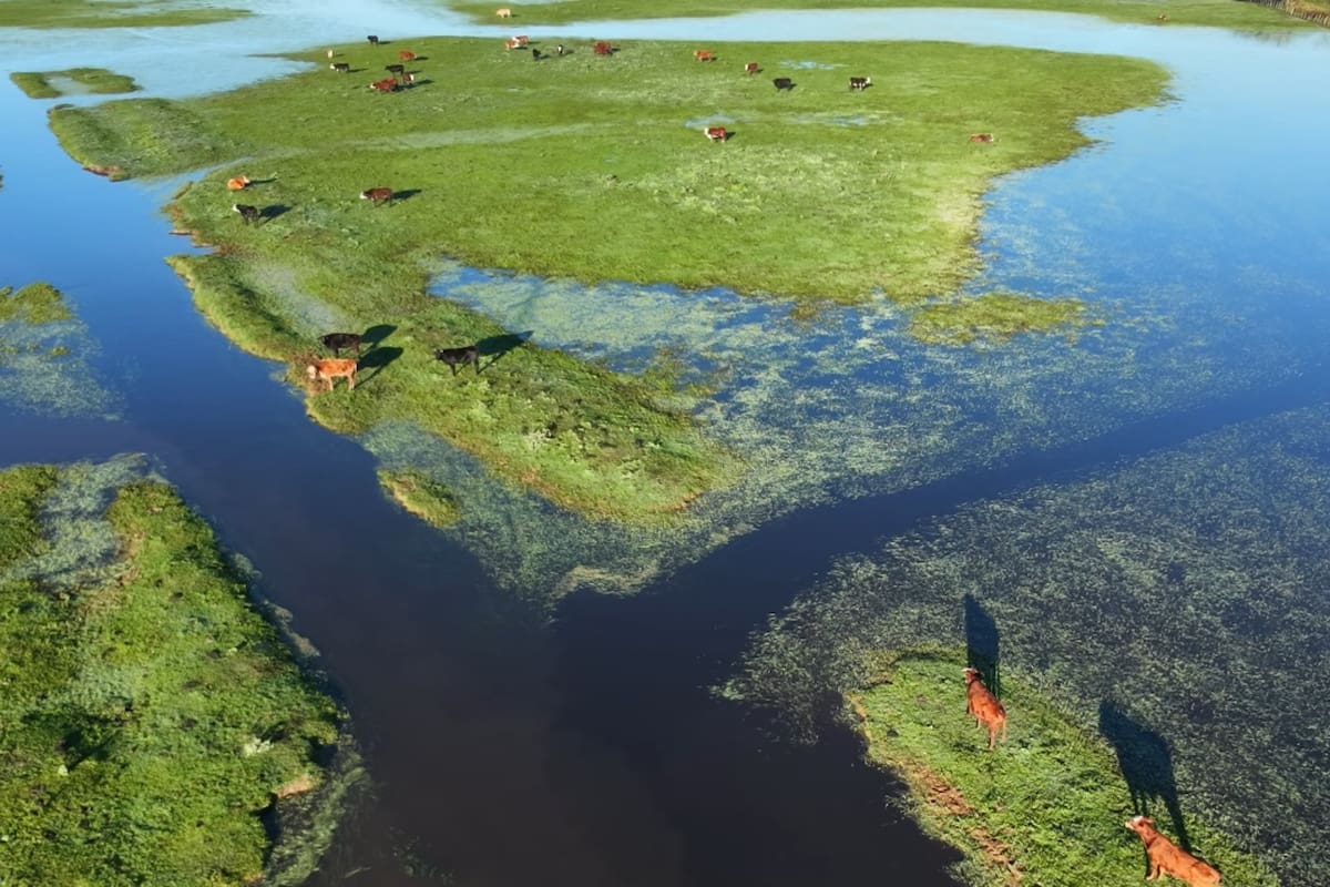 Las crecidas de los ríos Paraná y Uruguay ya obligaron a evacuar 147.500 bovinos y bubalinos de zonas anegadas de Corrientes, Chaco, Entre Ríos, Santa Fe y las islas de Buenos Aires