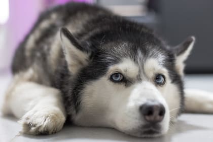 Las creencias no se limitan a los animales negros; muchos creen que los perros de ojos azules son considerados como mensajeros de seres sobrenaturales