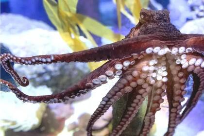 Las crías de pulpo son extremadamente sensibles y frágiles; en la naturaleza, solo sobrevive una pequeña