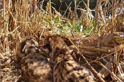 Las crías de pumas en el lote con maíz