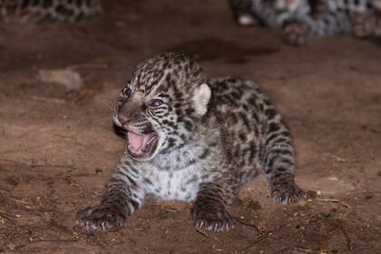 Las crías podrán ser liberadas en el futuro en El Impenetrable