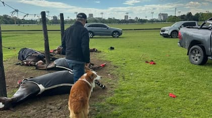 Las cuatro yeguas se encontraban en la cancha 6 del Jockey Club de San Isidro, dentro del predio del Hipódromo, cuando ocurrió la tragedia