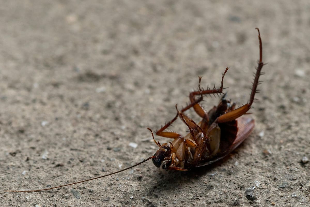 Las cucarachas son insectos presentes en la mayoría de las casas (Foto ilustrativa: PEXELS)