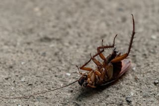 “Si ves una cucaracha en casa, no pasa nada; si ves tres, tenés un problema y hay que llamar a los profesionales”