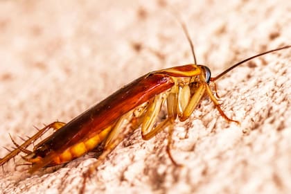 Las cucarachas suelen aparecer por falta de higiene, cambios climáticos o por su paso a través de las cañerías (imagen ilustrativa)