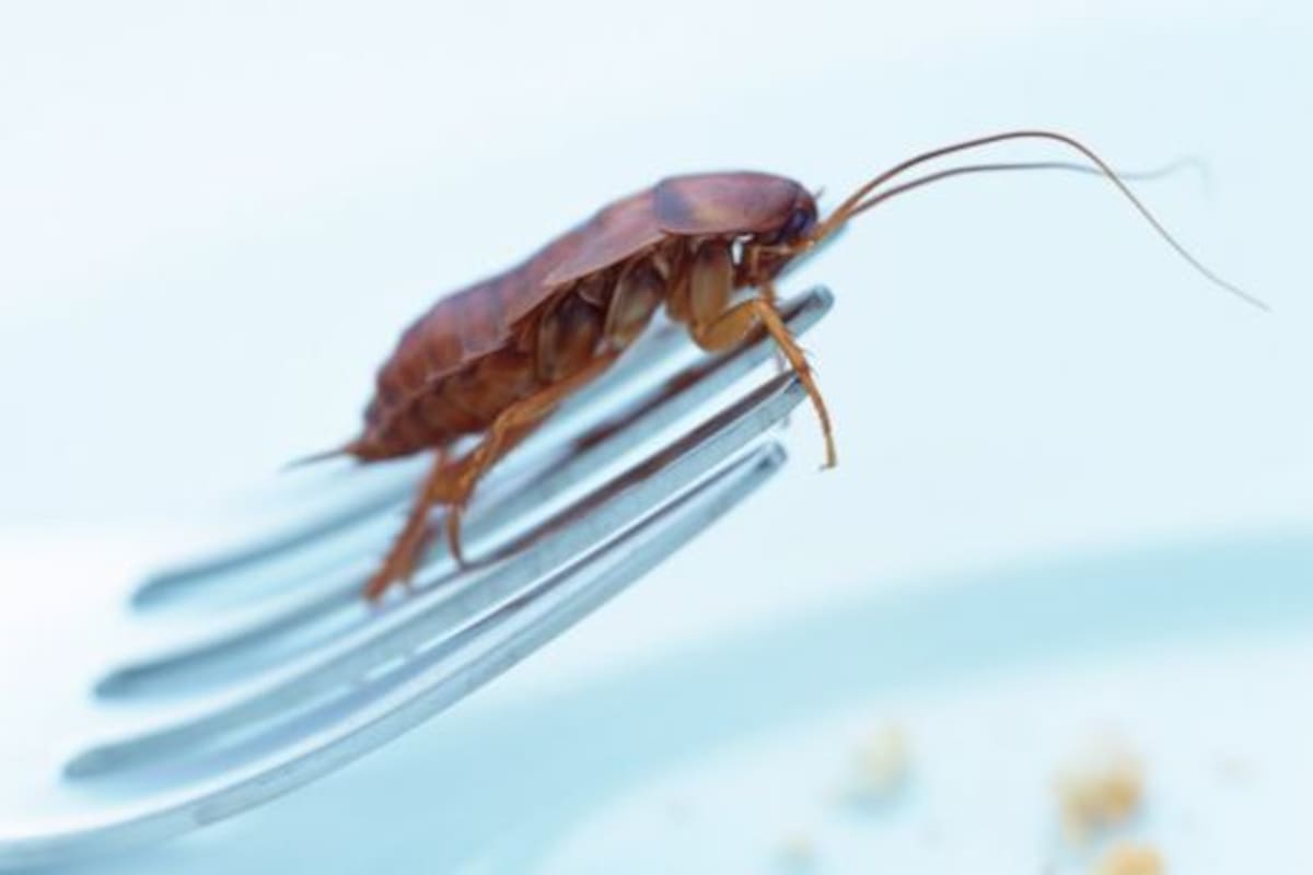 Las cucarachas tienen un centro de gravedad relativamente alto, por eso tienen dificultades en mantenerse sobre las patas, en una superficie lisa y resbalosa