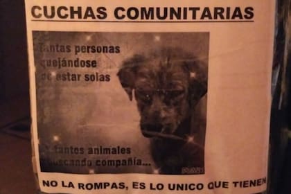 Las cuchas comunitarias ya abrigaron a 80 perros de La Pampa