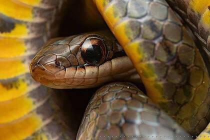 Las culebras pantaneras reales pueden sobrevivir a las toxinas de ranas venenosas.