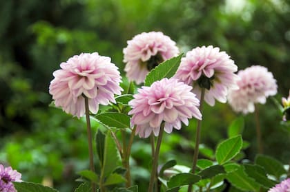 Las dalias llenan el jardín de flores durante todo el verano