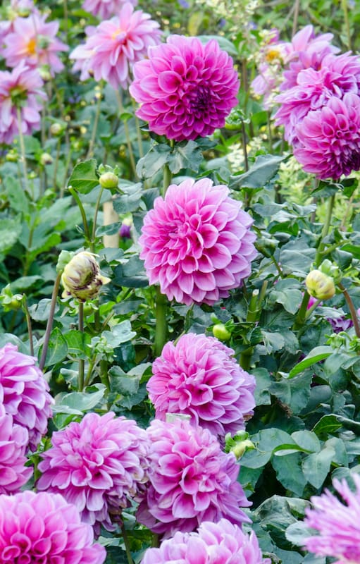 Las dalias son plantas muy generosas, tanto en su crecimiento como en su floración