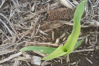 Las deficiencias de zinc son cada vez más notorias en el país