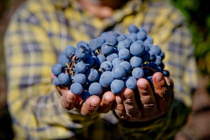 Las degustaciones son a ciegas y los paneles están integrados exclusivamente por Masters of Wine, Master Sommeliers y compradores senior