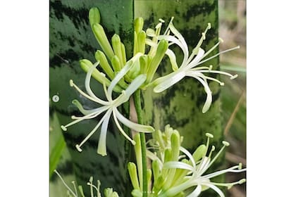 Las delicadas flores de la lengua de suegra; en algunas variedades exhalan perfume durante la noche