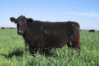 Las demandas de carne en el mundo son muchas y los oferentes pocos