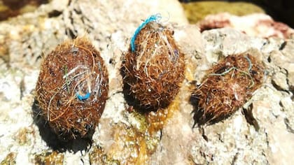 Las densas hebras de las plantas marinas atrapan los trozos de plástico del mar dando forma a las "pelotas de Neptuno"