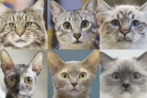 Las diferentes expresiones faciales que pueden tener gatos