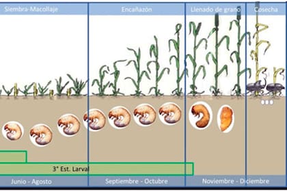 Las diferentes fases del escarabajo toro, de larva a pupa, previo a emerger a la superficie