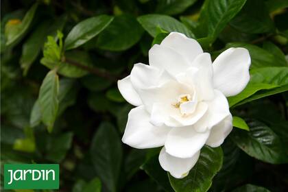 Las dificultades de cultivo del jazmín no tienen misterios, es cuestión de entender su lenguaje