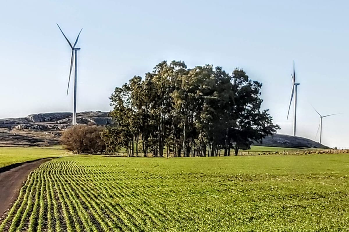 Las dimensiones pueden llegar hasta 120 metros de altura y su capacidad de producir electricidad “verde” los pone en primera fila en la ecuación energética nacional de los próximos años