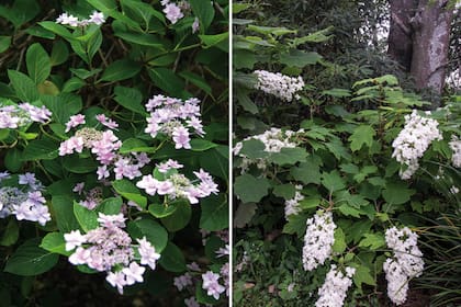Las distintas hortensias también tienen un lugar entre sus plantas preferidas e integran una pequeña colección.