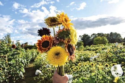 Las distintas variedades de girasol que cultiva Julieta Firpo demuestran el potencial que tiene el girasol como flor de corte.