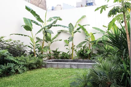 Las Dizygotheca (falsa aralia) abordan los muros blancos, junto con Ficus repens en sincronía, mientras una Mangifera índica espera el paso del tiempo y los Philodendron bippinnatifidum (güembé) proveen follaje rápidamente