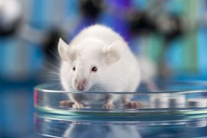 Luego de las inyecciones, los ratones presentaron un 20% más de masa muscular. Foto de archivo
