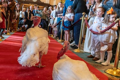 Las dos aves procedentes de Carolina del Norte recibirán el perdón presidencial este martes en la Casa Blanca