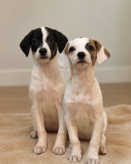 Las dos cachorras permanecen al cuidado de Patitas al Rescate (Foto: Instagram @patitasalrescate)